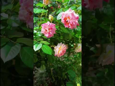 Obuna boling#Relaxingmusic #flowers #nature #asmr #shorts