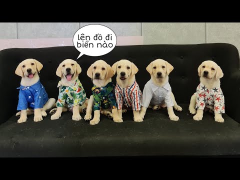 Video Cả nhà lên đồ chuẩn bị đi biển - Những đứa Chút Chít... - youtube