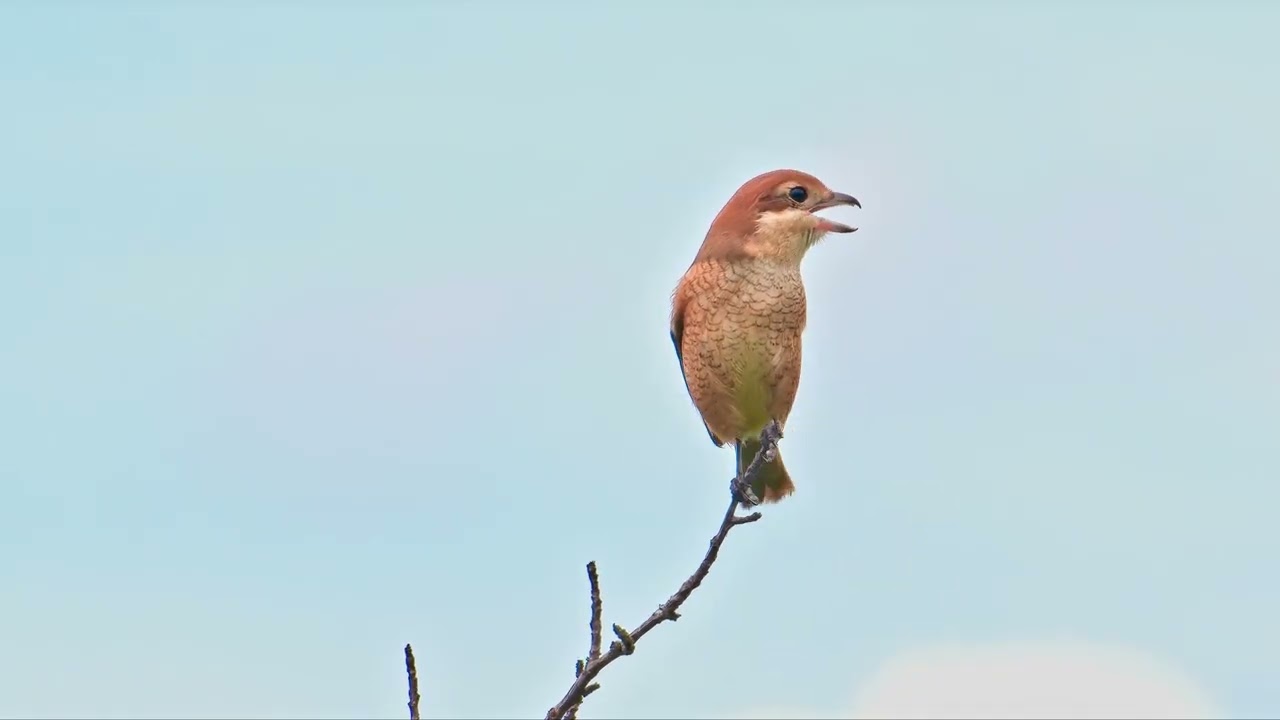 Vogel würger skalpell natürliche