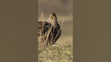 Burung belibis mengeluarkan banyak suara yang berbeda