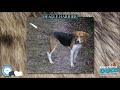 Beagle Harrier 🐶🐾 Everything Dog Breeds 🐾🐶 の動画、YouTube動画。