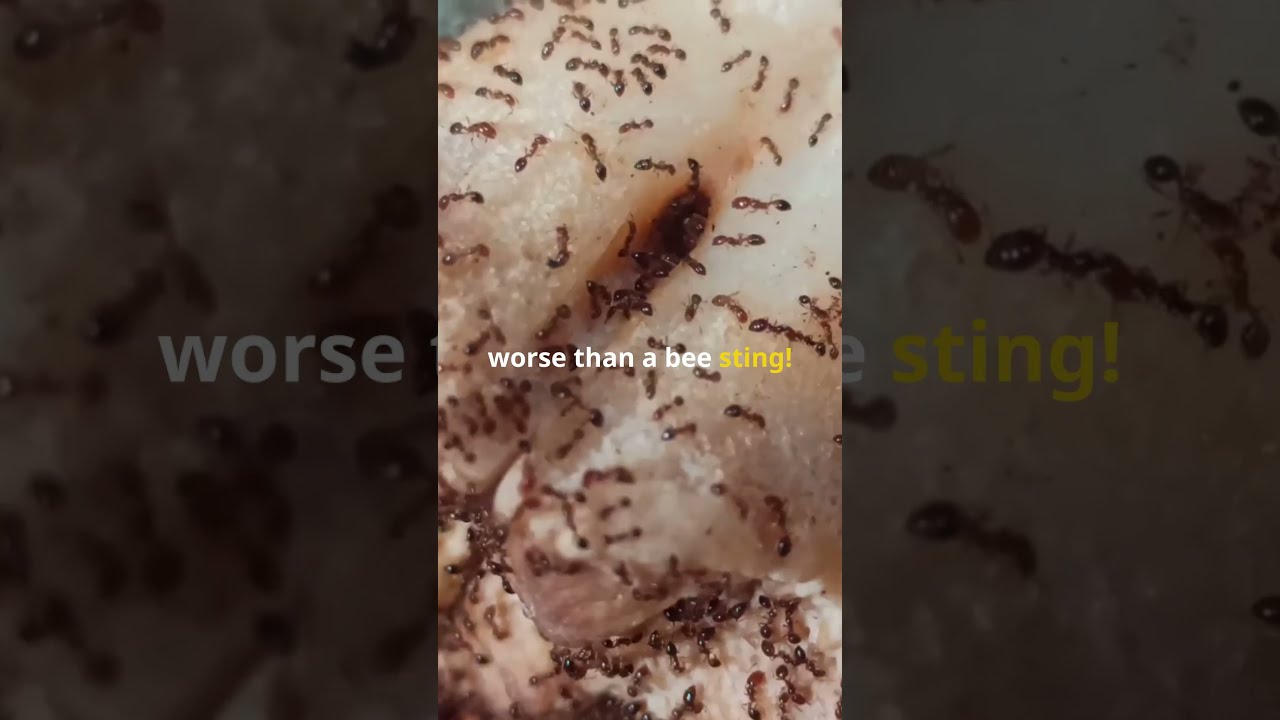 "Surviving the Bullet Ant Glove – The Most Painful Ritual in the World!" 