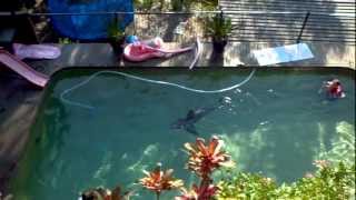 Rc great white shark