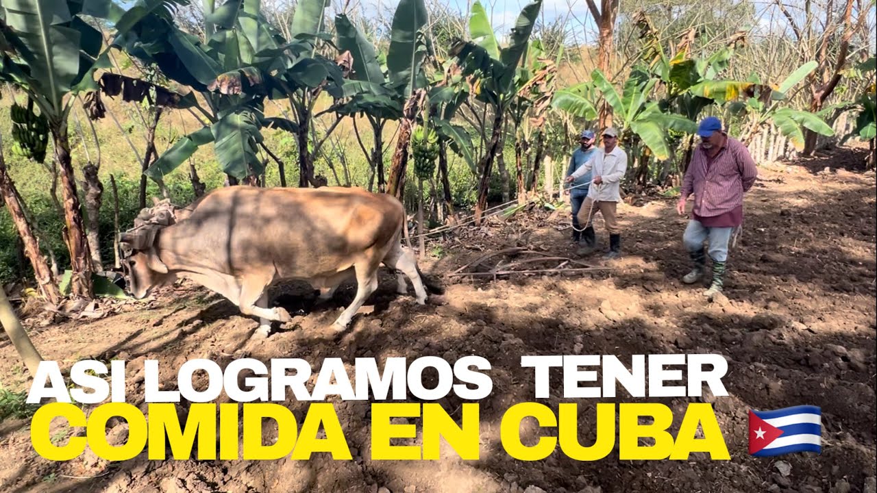 ‼️ASI SIEMBRA el CAMPESINO CUBANO su COMIDA/ ESTO VALE MUCHO DINERO💰 /​⁠@LeyaOrellana