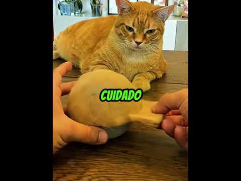 Ele Fez Um Chapéu Com O Pelo Do Gato Dele Shorts 