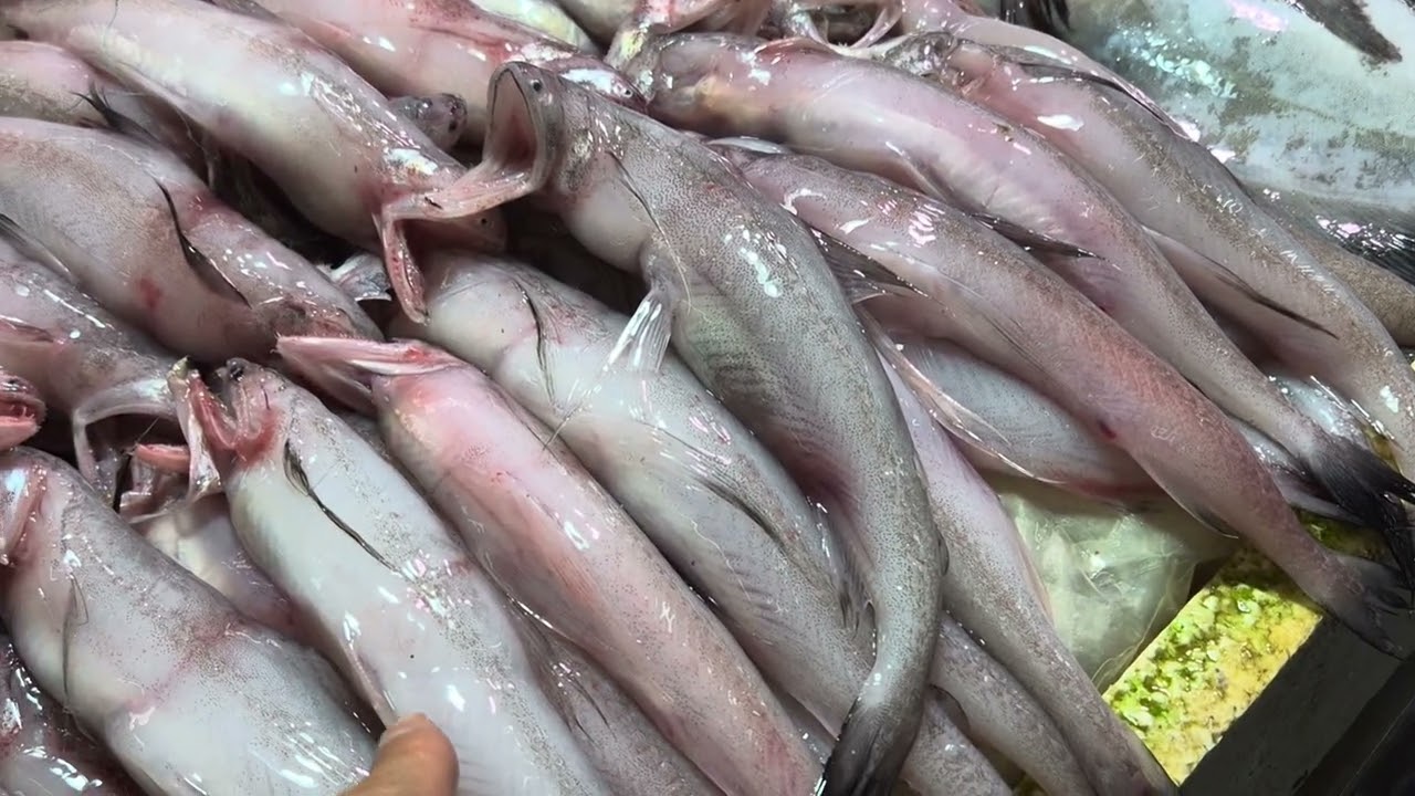 珠海白藤頭水產批發市場2025