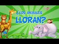 ¿Los animales lloran? | Vídeos educativos para niños.