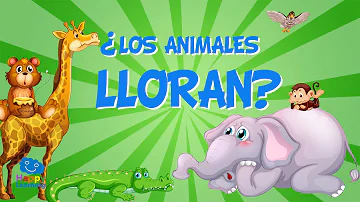 ¿Por qué lloran los animales?