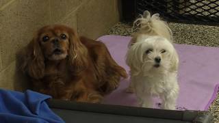 For Paws Unleashed Continues Pet Care During Pandemic