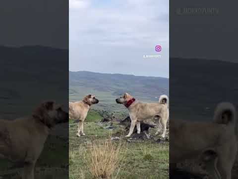 Karşılaşma hırço @MORKOYUNTV