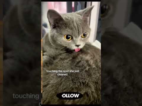 يسطا بقولك متلمسنيييييش  3331 لايك  