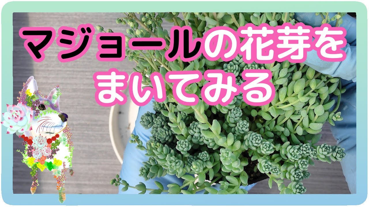 Sowing Major flower buds [Gardening Hanaai] [Succulent Producer