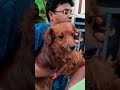 Dog Pool Hyderabad 📍#shorts #shortsfeed #shortvideo #dogpool #hyderabad #trending #youtubeshorts