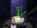 تخيل معاي زراعة البصل الاخضر في الماء      