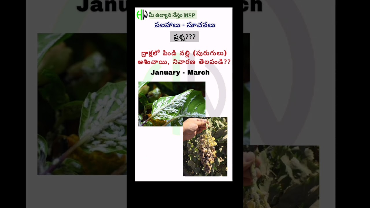 ద్రాక్షలో పిండి నల్లి 