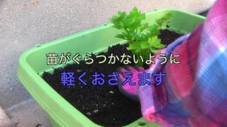 家庭菜園だより ０１プランターで育てる野菜セロリの植えつけ Youtube
