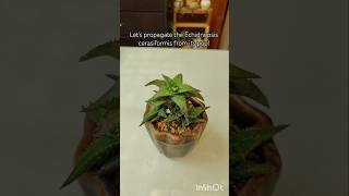 Lets Propagate The Echidnopsis Cerasiformis From Its Pup