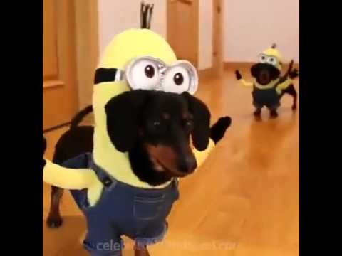 Cute Dachshunds in Minion Costumes - YouTube