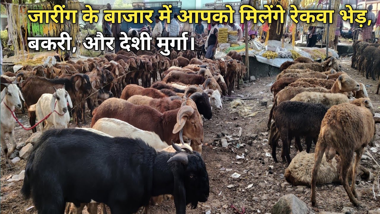 जारींग के बाजार में आपको मिलेंगे रेकवा भेड़, बकरी, और देशी मुर्गा।