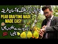 Pear Grafting Guide: 100% کامیابی کے ساتھ ناشپاتی قلم کرنے کا مکمل طریقہ