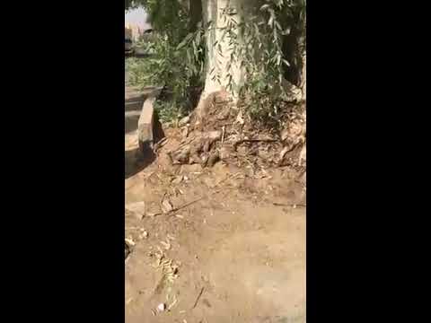 أشجار كينا ضخمة أمام منزل مواطن في بريدة طبعا الكينا لا ينصح بها عند المنازل بسبب جذورها الكبيرة