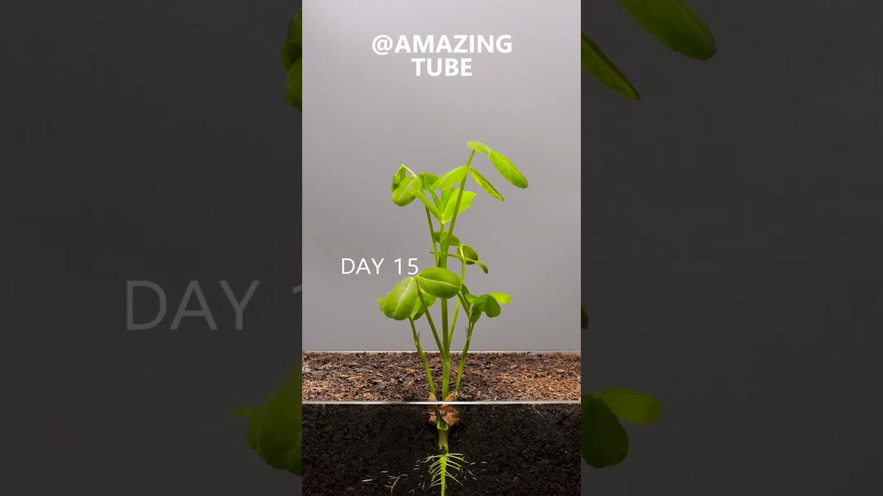 Full 90 Days - Growing Peanut Time Lapse