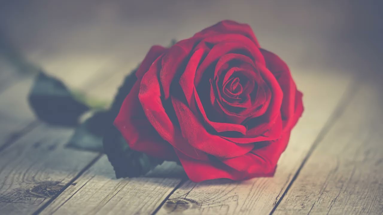𝐈𝐥 𝐍𝐨𝐦𝐞 𝐃𝐞𝐥𝐥𝐚 𝐑𝐨𝐬𝐚 : 장미의 이름