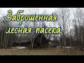 Заброшенная лесная пасека.