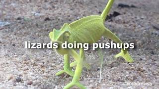 lizards doing pushups