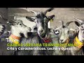 Cabras Serrana Transmontanas: Cría y Características. Leche y Queso - TvAgro por Juan Gonzalo Angel