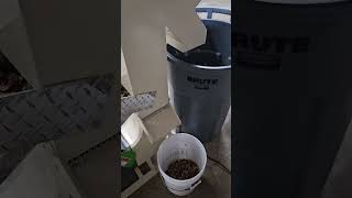 Pecan Shelling