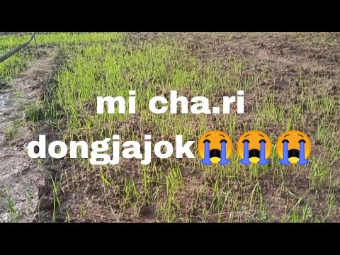 CHINGNI MI CHA.RIKODE DO.PIT BO.NE CHA.JOK😭😭😭