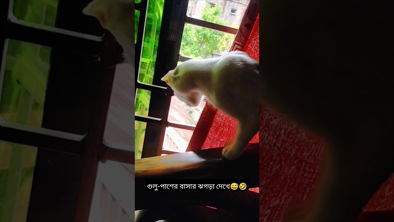 গুলু পাশের বাসার ঝগড়া দেখে অবাক🤣🤣#shortvideo #funnyvideo #cat #পাশেরবাসারভাবি