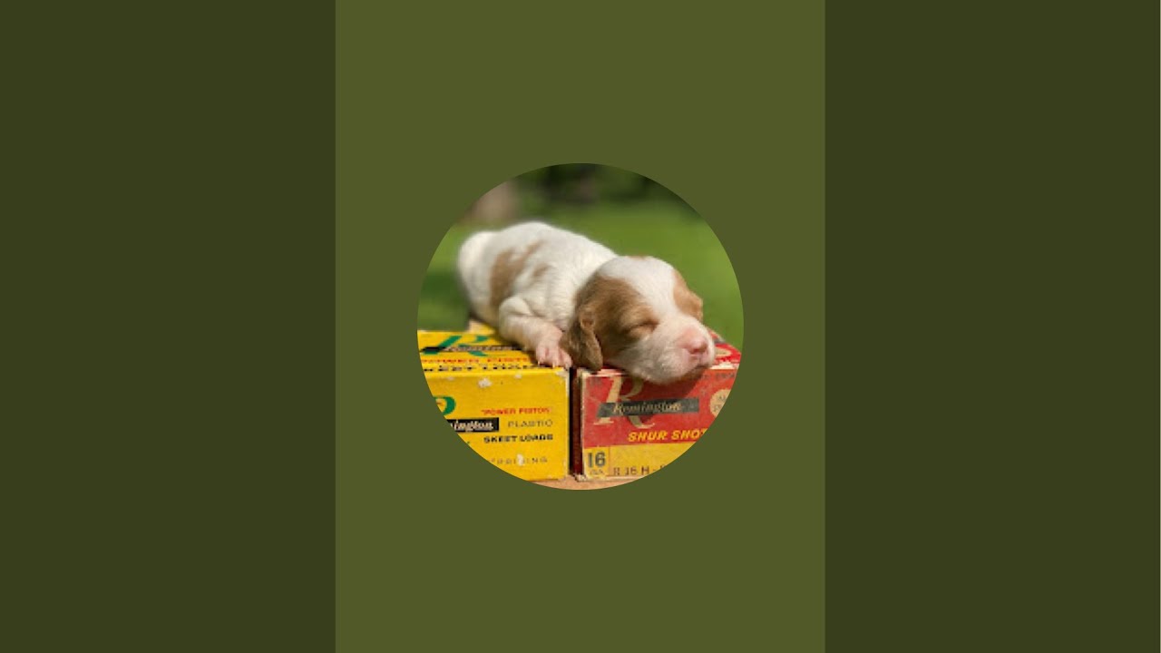 English cocker spaniel puppies Hilltop Dog Puppy Training Kennel  is live!