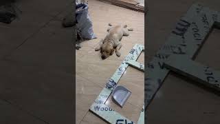 🤣🤣🤣🤣🤣 #petlovers #pets #labrador #goldenretreiver #dogs #petshub #funny