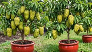 Live 🔴Great Technique For Grafting Soursop Trees From Cutting Faster With Aloe Vera