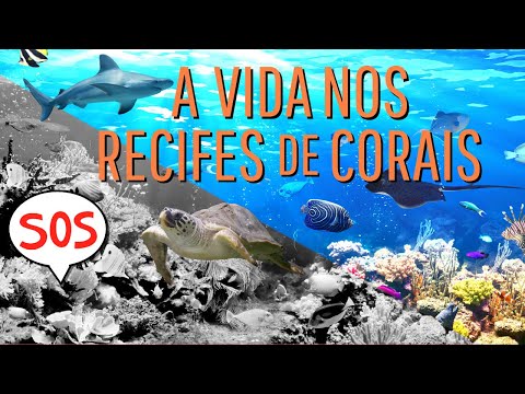 Vídeo: Quais animais vivem em recifes de coral?