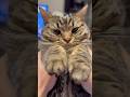 【もふもふ】うさぎのような姫ﾁｮﾘﾝが可愛すぎて大騒ぎ...www #cat #猫