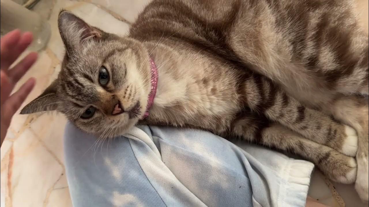 Cutest Cat glued to human YouTube
