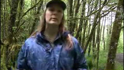 Sampling Macroinvertebrates in Wadeable Streams in Washington State