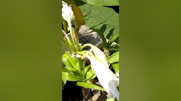 🌿Công Dụng Cây Trinh Nữ Hoàng Cung | Crinum Latifolium L #shorts #plants