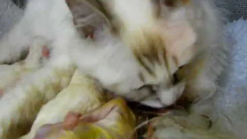 Video 1089921: newborn kittens, kittens rare, born baby kitten, kitten first