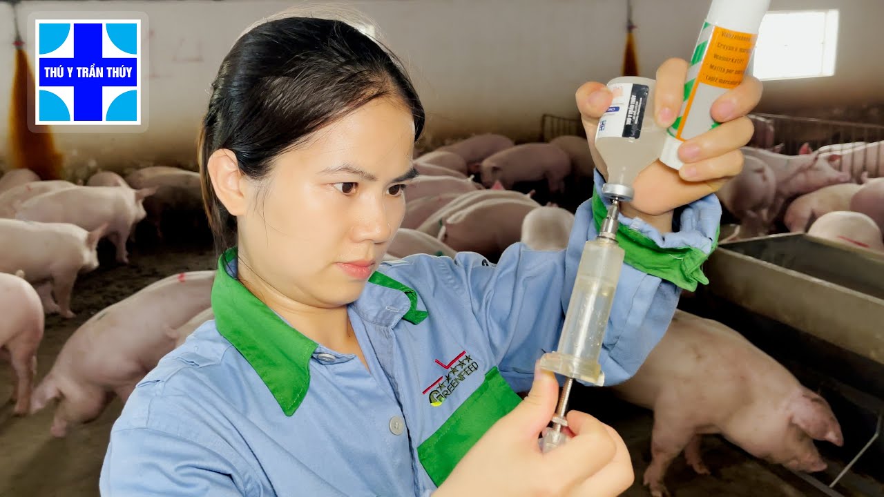 Chủ trại lợn suýt bay sổ đỏ vì chủ quan không tiêm vắc xin tai xanh