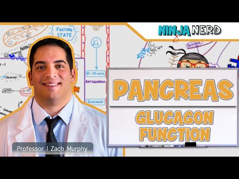 Video: Glucagon - Functions, Instructions, Application