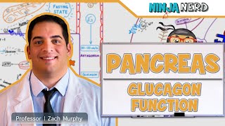 Endocrinology | Pancreas: Glucagon Function