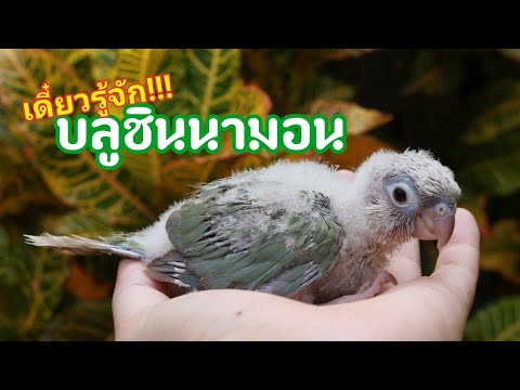 ep.23 แนะนำกรีนชีคสี"บลูชินนามอน"