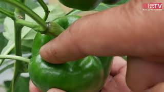 Budidaya Paprika, Tak Perlu Lahan Luas Hasilnya Bikin Puas
