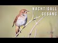 Nachtigall Gesang  |  Nightingale song