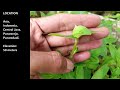 Middle of video