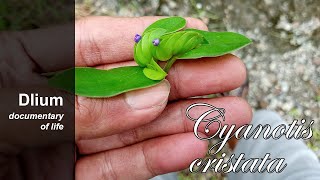 Crested cat ears (Cyanotis cristata)